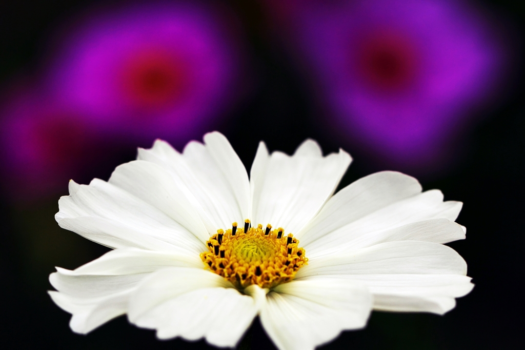 White flower...such as cosmos