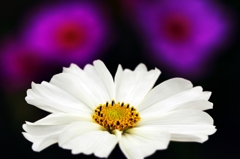 White flower...such as cosmos