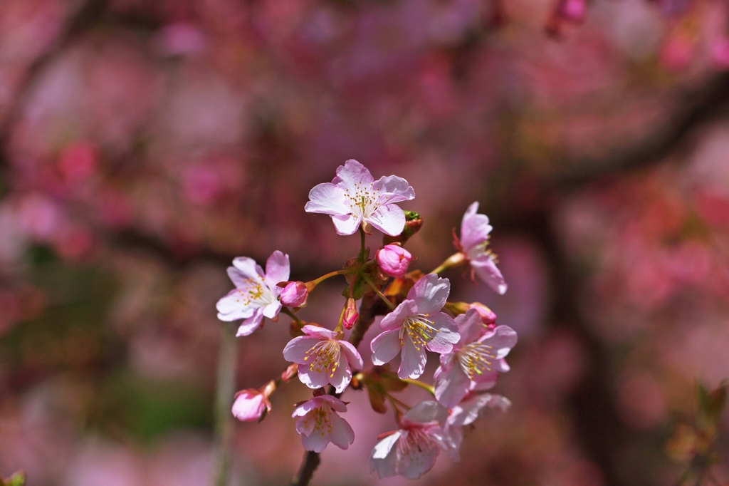 Afternoon of cherry color