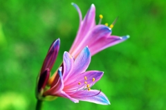 Lycoris sprengeri 3