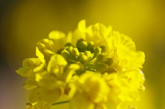 Rape blossom fantasy