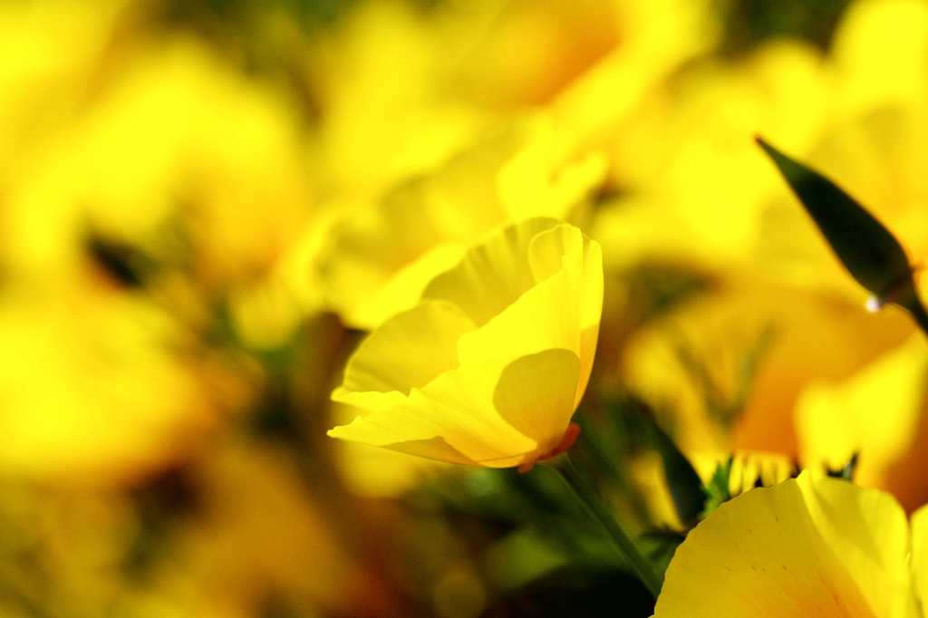 In brightness of the early summer