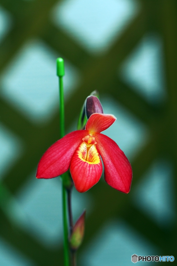 Orchid of the early spring 3