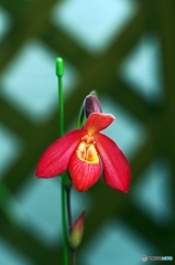 Orchid of the early spring 3