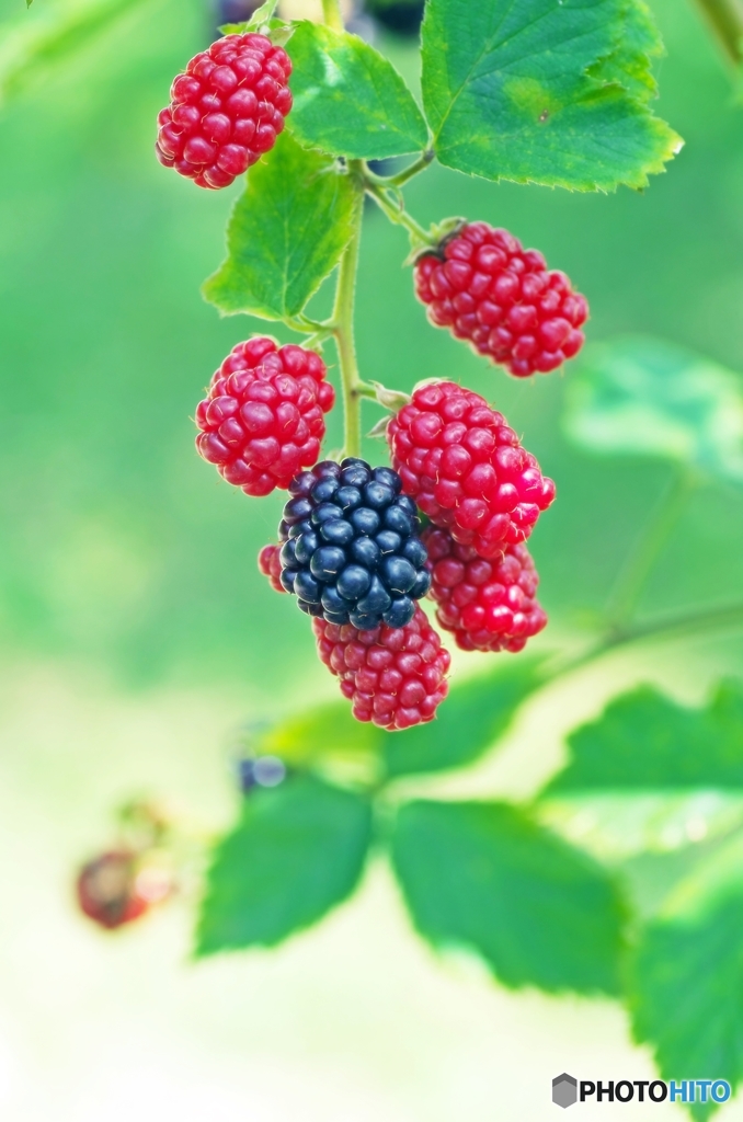 Blackberry 1