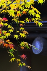 Autumn colors raining