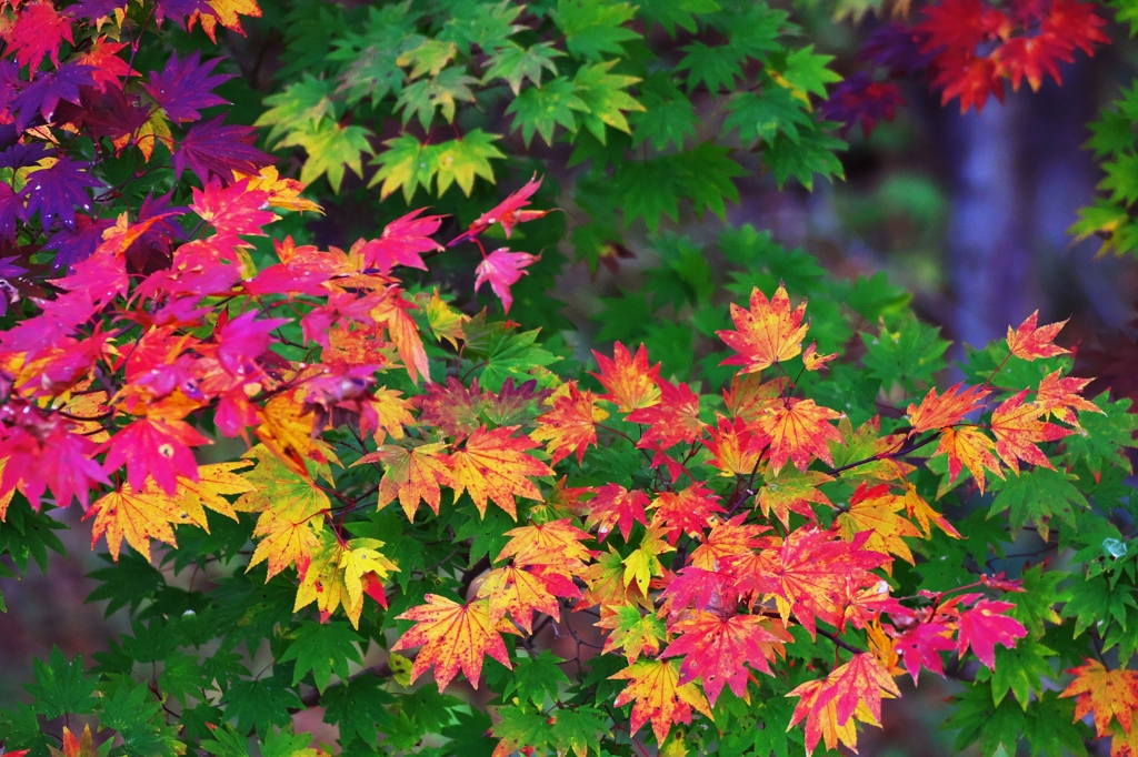 Flow of the color