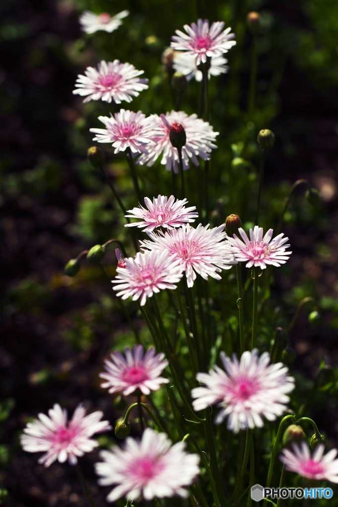 In a spring flower park 6