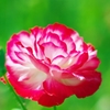 Coquelicot 4