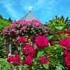 Rose garden