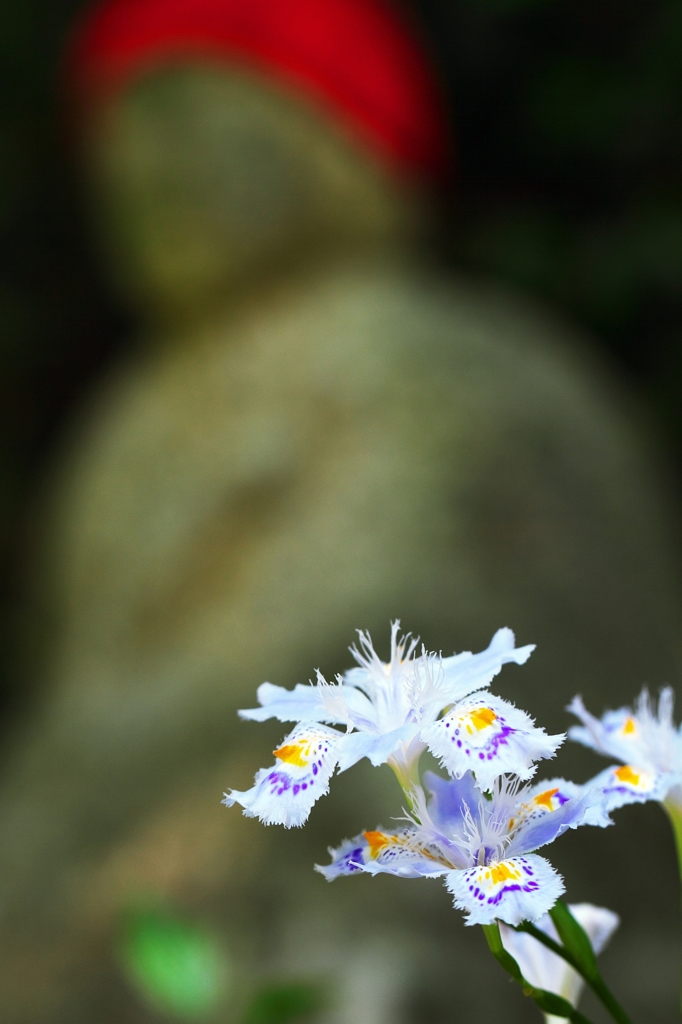 Iris japonica