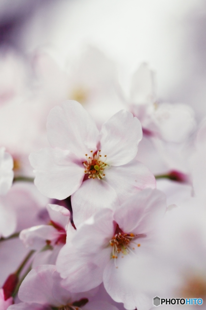 Brightness of the cherry blossom 2