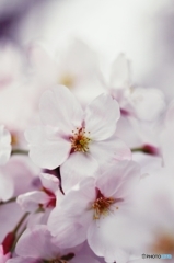 Brightness of the cherry blossom 2