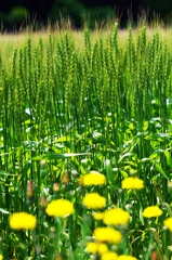 In wheat field