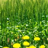 In wheat field