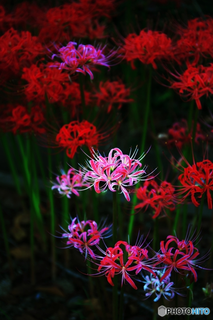 Fireworks of the autumn field