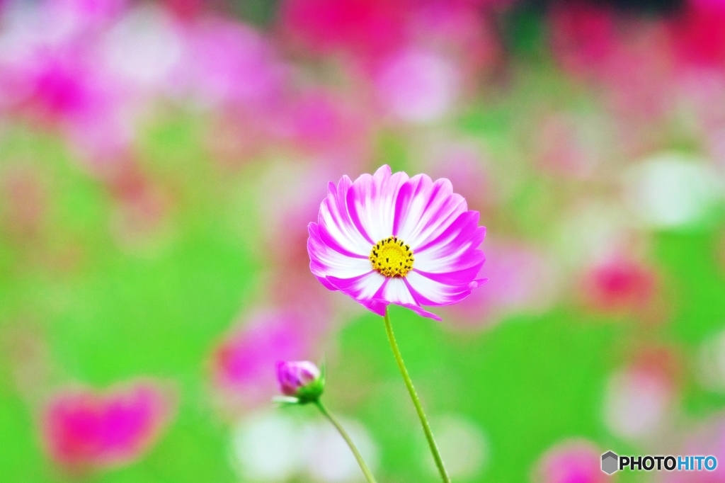 Cosmos_2015_4