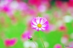 Cosmos_2015_4
