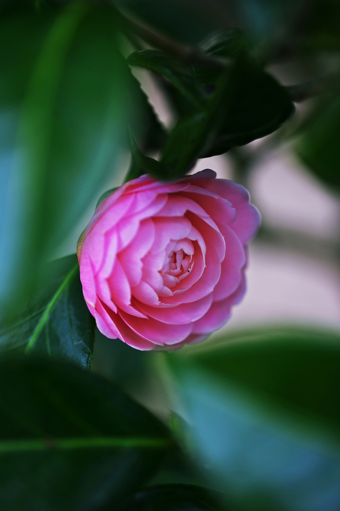 Camellia-Thousand double bloom