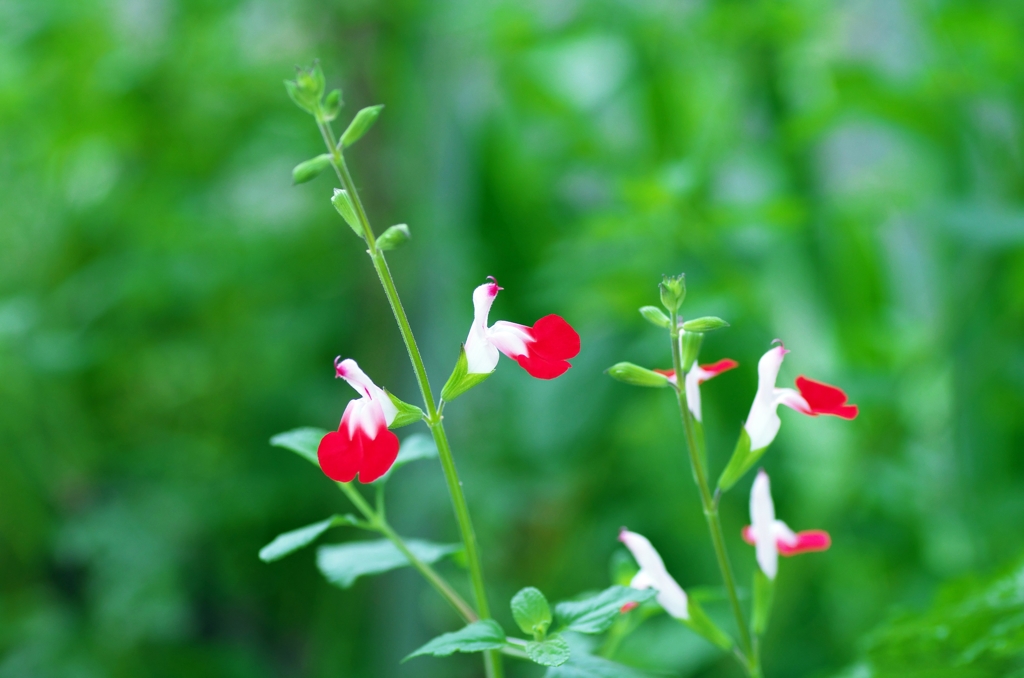Hot Lips 2
