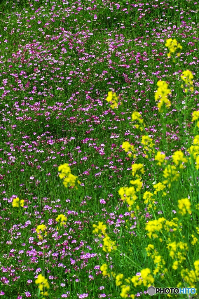 Concerto of the spring color 1