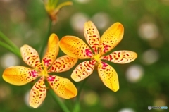 Leopard flower