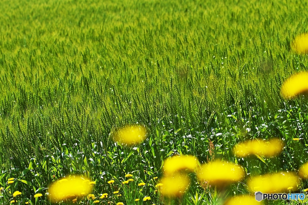 The Catcher in a Wheat Field 2