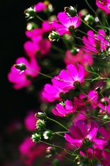 Emerging pink
