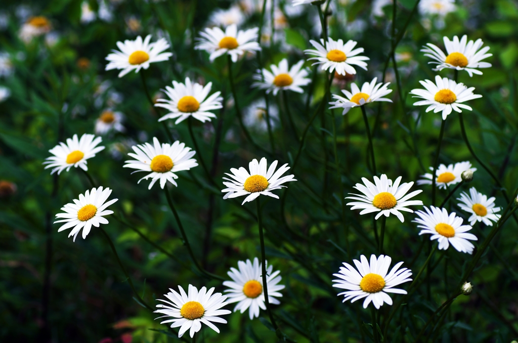 White flowers 1