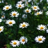 White flowers 1