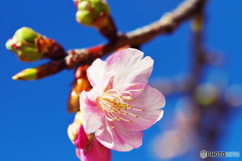 陽光きらり河津桜　２