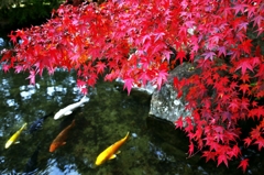 With a colored carp and colored leaves