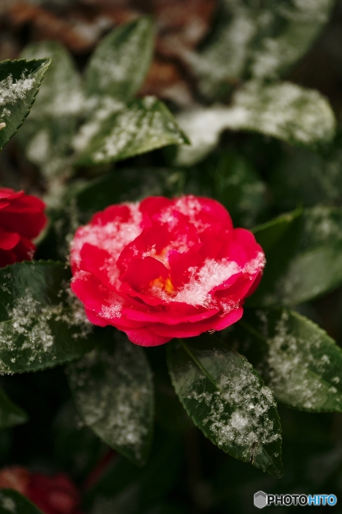 雪中山茶花　２