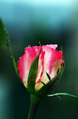 The rose in rain