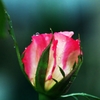 The rose in rain