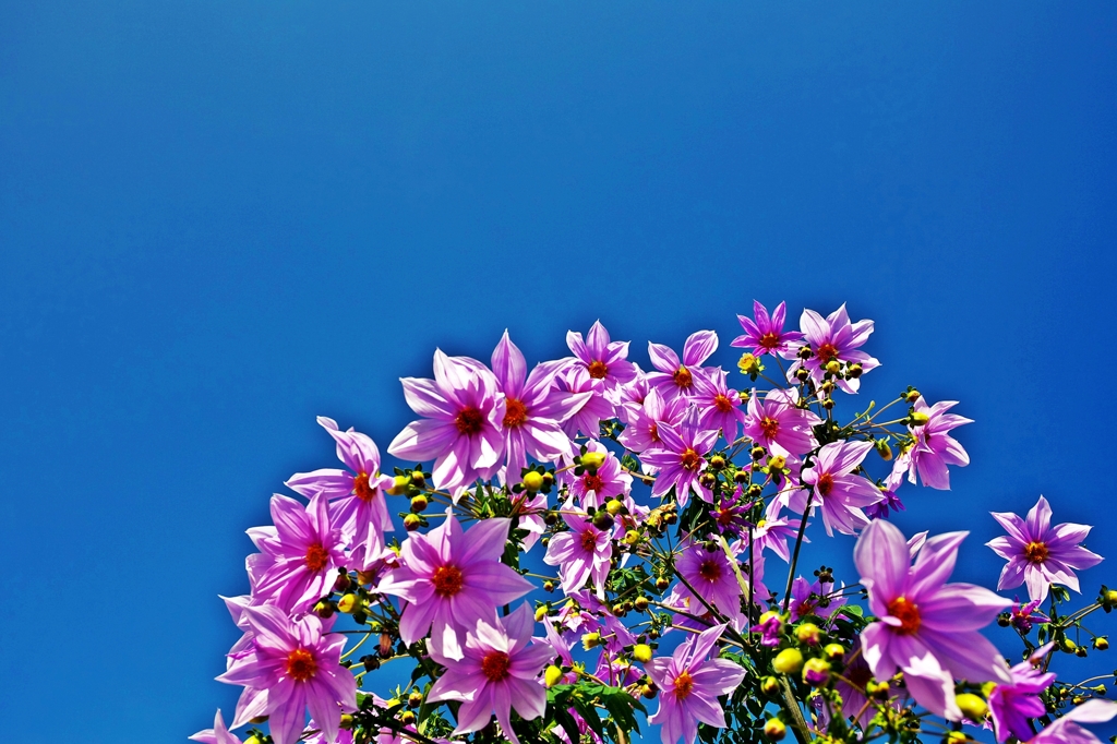 Autumn sky and dahlia