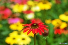 Echinacea 4