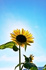 Days of the sunflower 3