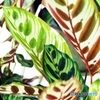 Indoor plant