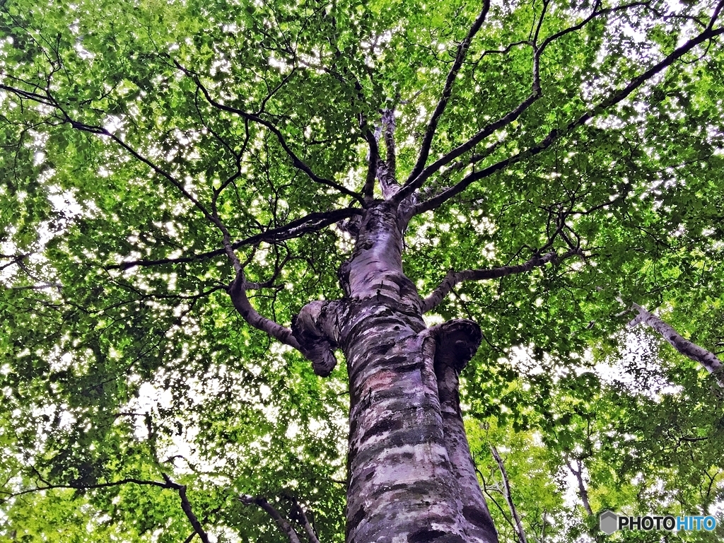 The Lord of the forest 2