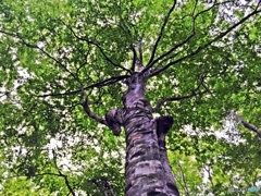 The Lord of the forest 2