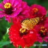 A summer afternoon when the butterfly da