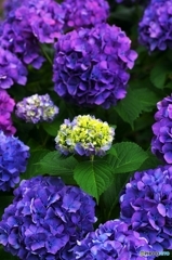 Partiality of the Hydrangea 2