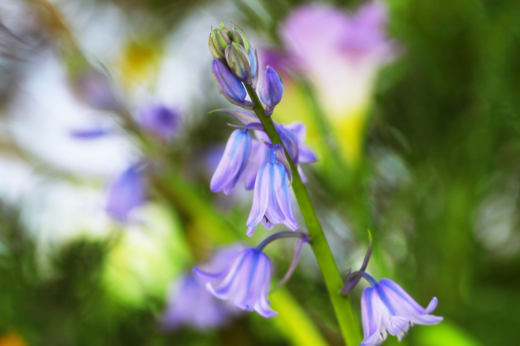 Spanish bluebell