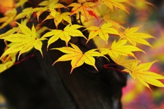 Veil of the autumn color