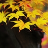 Veil of the autumn color