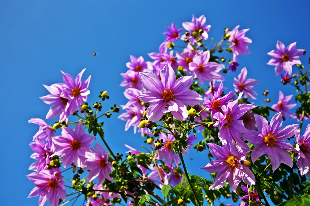 Dahlia-imperialis