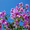 Dahlia-imperialis