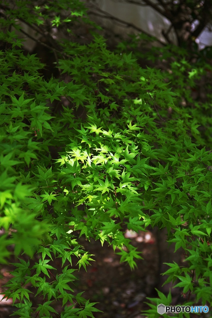 Days of the fresh green 3