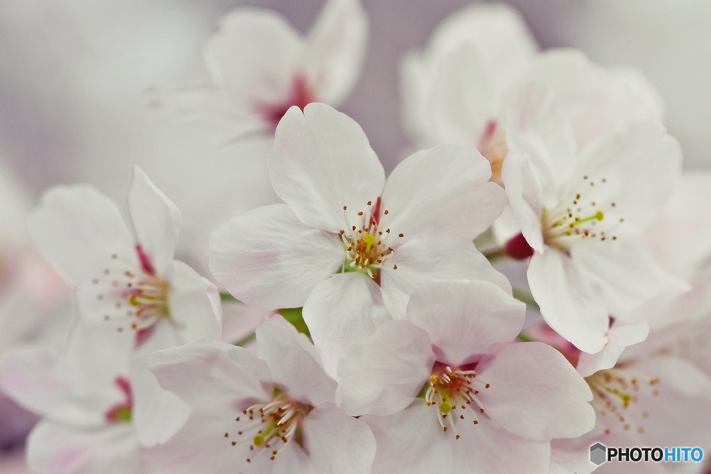 Brightness of the cherry blossom 3